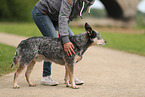 blue-speckled Australian Cattle Dog