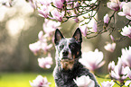 Australian Cattle Dog