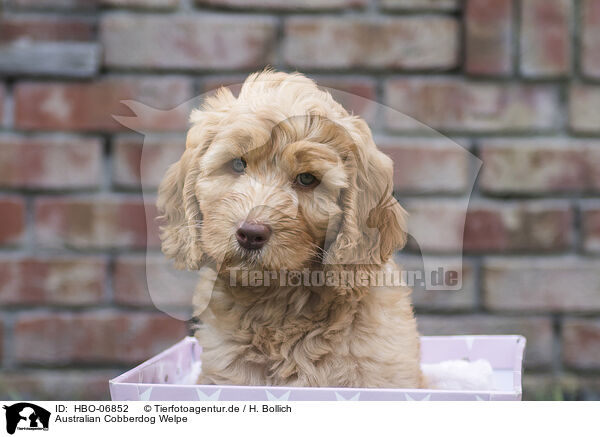 Australian Cobberdog Welpe / Australian Cobberdog Puppy / HBO-06852