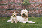 Australian Cobberdogs