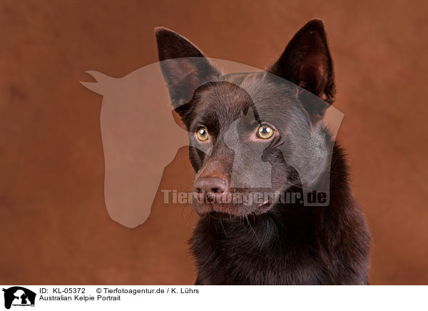 Australian Kelpie Portrait / Australian Kelpie Portrait / KL-05372