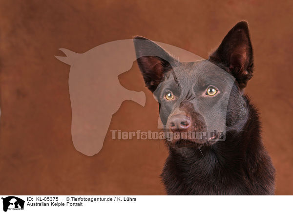 Australian Kelpie Portrait / Australian Kelpie Portrait / KL-05375