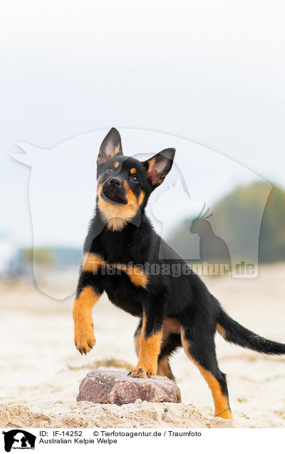 Australian Kelpie Welpe / IF-14252