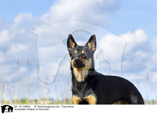 Australian Kelpie im Sommer / Australian Kelpie in summer / IF-14854