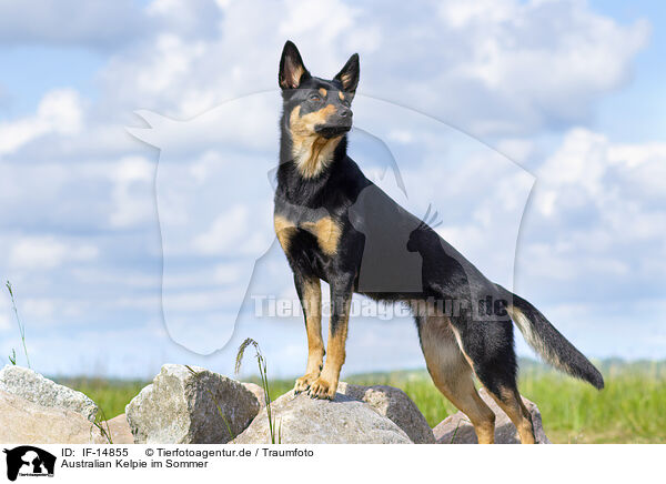 Australian Kelpie im Sommer / Australian Kelpie in summer / IF-14855