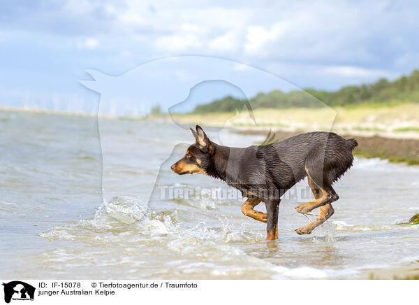 junger Australian Kelpie / young Australian Kelpie / IF-15078