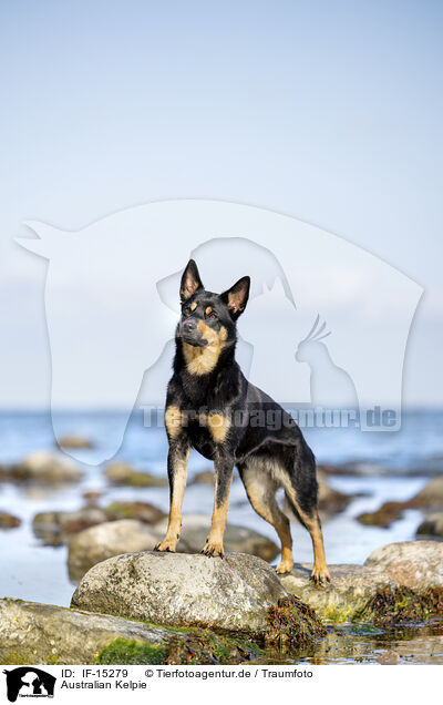 Australian Kelpie / Australian Kelpie / IF-15279