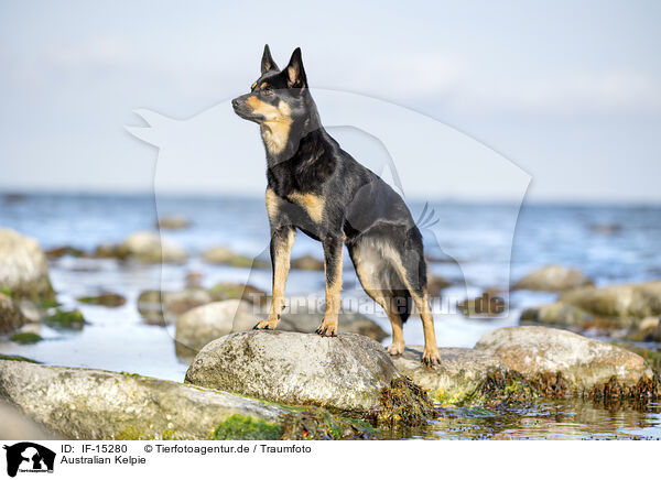 Australian Kelpie / Australian Kelpie / IF-15280