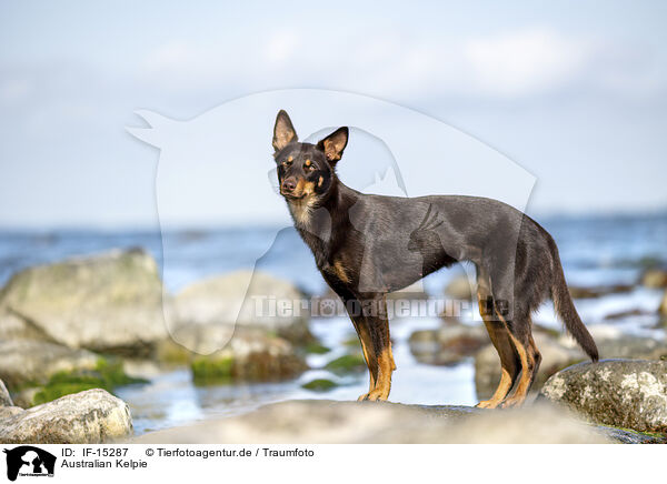 Australian Kelpie / Australian Kelpie / IF-15287