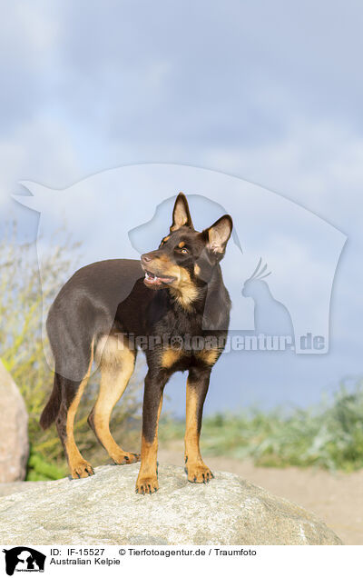 Australian Kelpie / Australian Kelpie / IF-15527