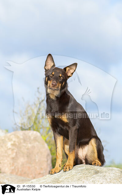 Australian Kelpie / Australian Kelpie / IF-15530