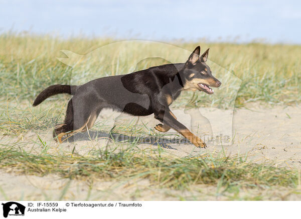 Australian Kelpie / Australian Kelpie / IF-15559