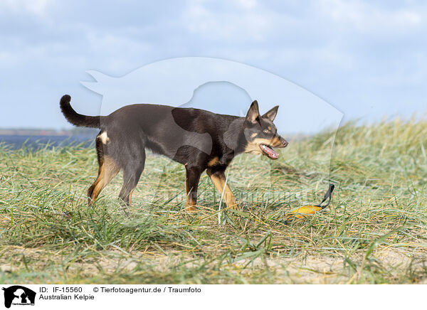 Australian Kelpie / Australian Kelpie / IF-15560