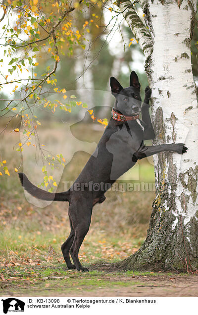 schwarzer Australian Kelpie / black Australian Kelpie / KB-13098