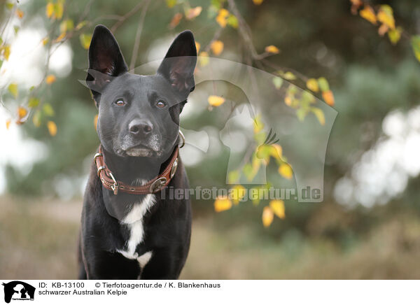 schwarzer Australian Kelpie / black Australian Kelpie / KB-13100