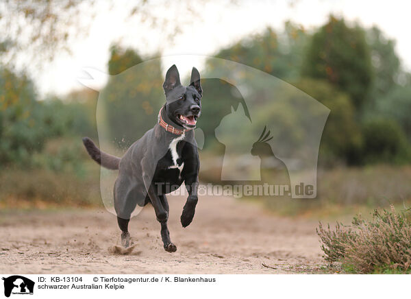 schwarzer Australian Kelpie / black Australian Kelpie / KB-13104