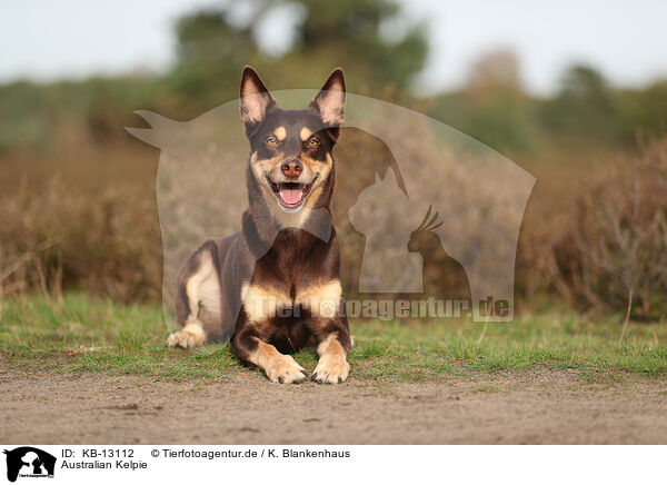 Australian Kelpie / Australian Kelpie / KB-13112