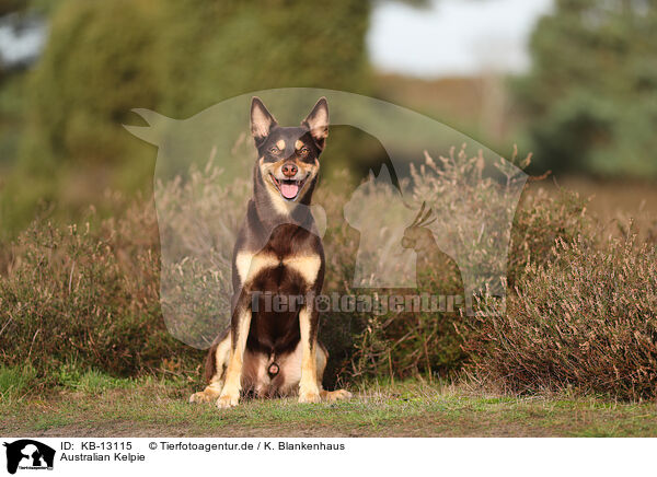 Australian Kelpie / Australian Kelpie / KB-13115