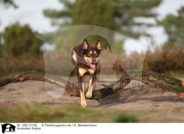 Australian Kelpie / Australian Kelpie / KB-13126