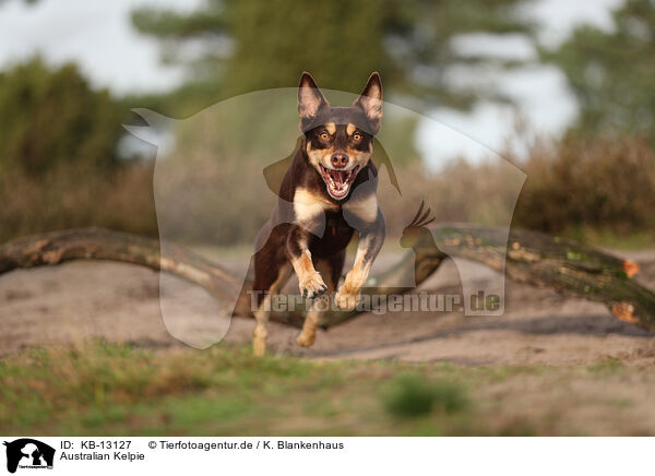 Australian Kelpie / Australian Kelpie / KB-13127