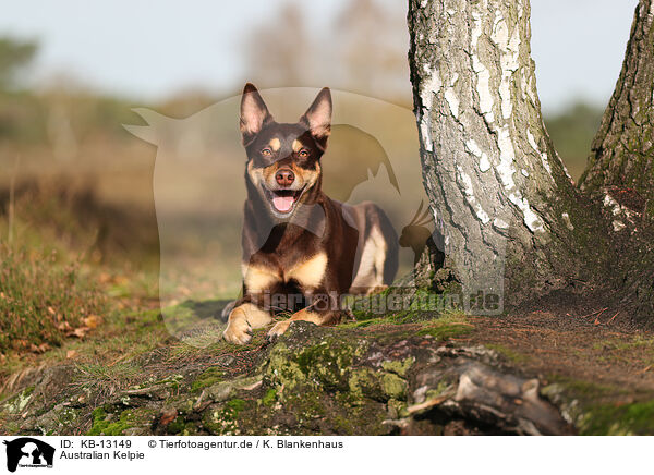 Australian Kelpie / Australian Kelpie / KB-13149