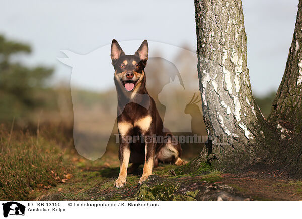 Australian Kelpie / KB-13150