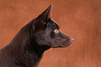 Australian Kelpie Portrait