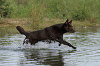 rennender Australian Kelpie