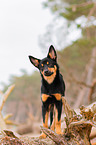 junger Australian Kelpie