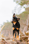 junger Australian Kelpie