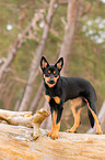 junger Australian Kelpie