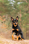 junger Australian Kelpie