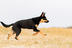 junger Australian Kelpie