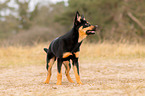 junger Australian Kelpie