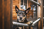 Australian Kelpie