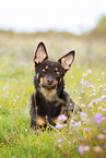 Australian Kelpie