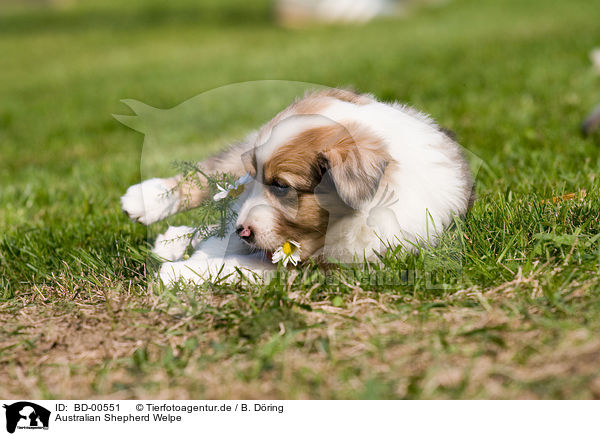 Australian Shepherd Welpe / Australian Shepherd pup / BD-00551