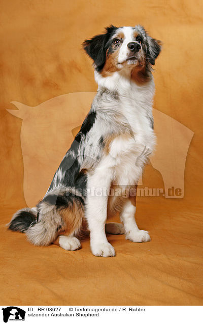 sitzender Australian Shepherd / sitting Australian Shepherd / RR-08627