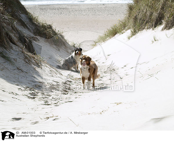 Australian Shepherds / Australian Shepherds / AM-01003