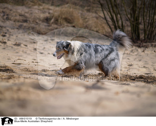 Blue-Merle Australian Shepherd / Blue-Merle Australian Shepherd / AM-01019