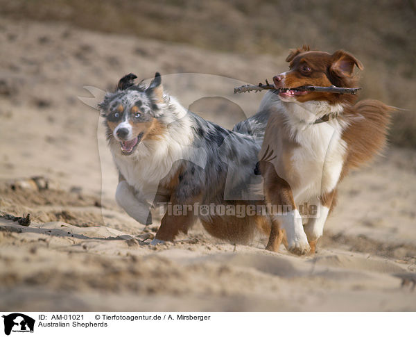 Australian Shepherds / Australian Shepherds / AM-01021