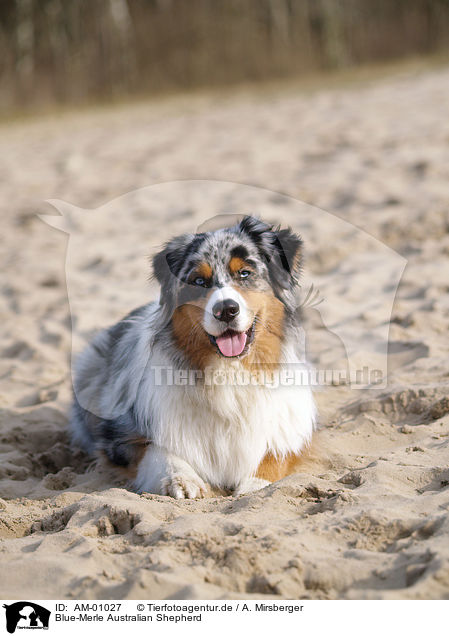 Blue-Merle Australian Shepherd / Blue-Merle Australian Shepherd / AM-01027