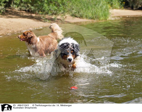 Australian Shepherds / Australian Shepherds / AM-01043