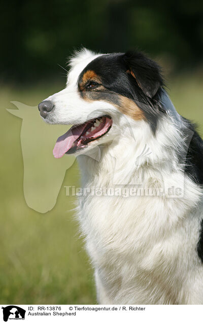 Australian Shepherd / Australian Shepherd / RR-13876