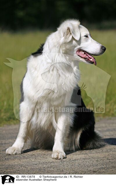 sitzender Australian Shepherd / sitting Australian Shepherd / RR-13878