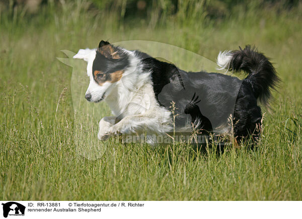 rennender Australian Shepherd / running Australian Shepherd / RR-13881