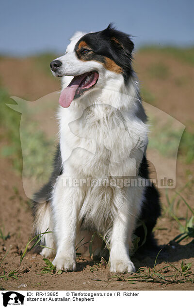 sitzender Australian Shepherd / sitting Australian Shepherd / RR-13895