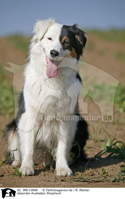 sitzender Australian Shepherd / sitting Australian Shepherd / RR-13896