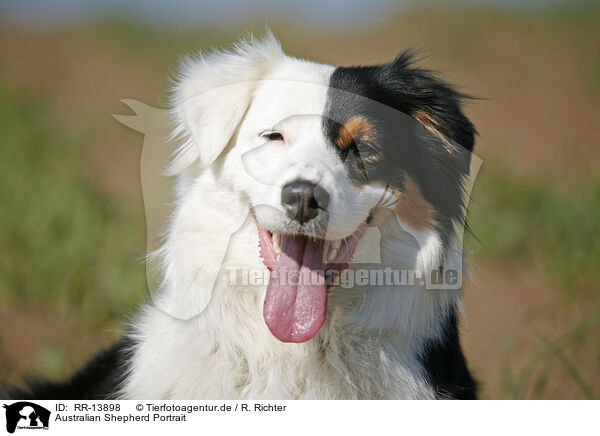 Australian Shepherd Portrait / Australian Shepherd Portrait / RR-13898