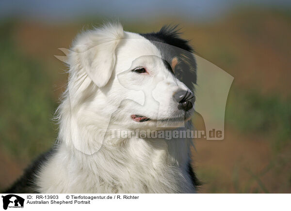 Australian Shepherd Portrait / Australian Shepherd Portrait / RR-13903